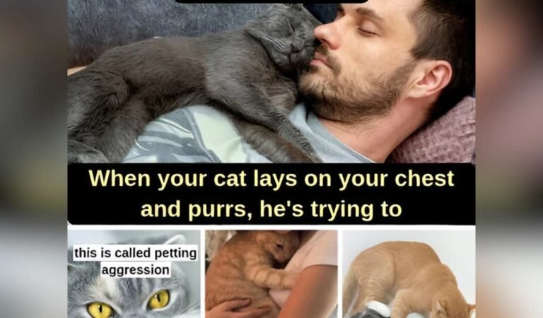 When Your Cat Lays on Your Chest and Purrs, This Is What It’s Really Trying to Tell You When Your Cat Lays on Your Chest and Purrs, This Is What It’s Really Trying to Tell You