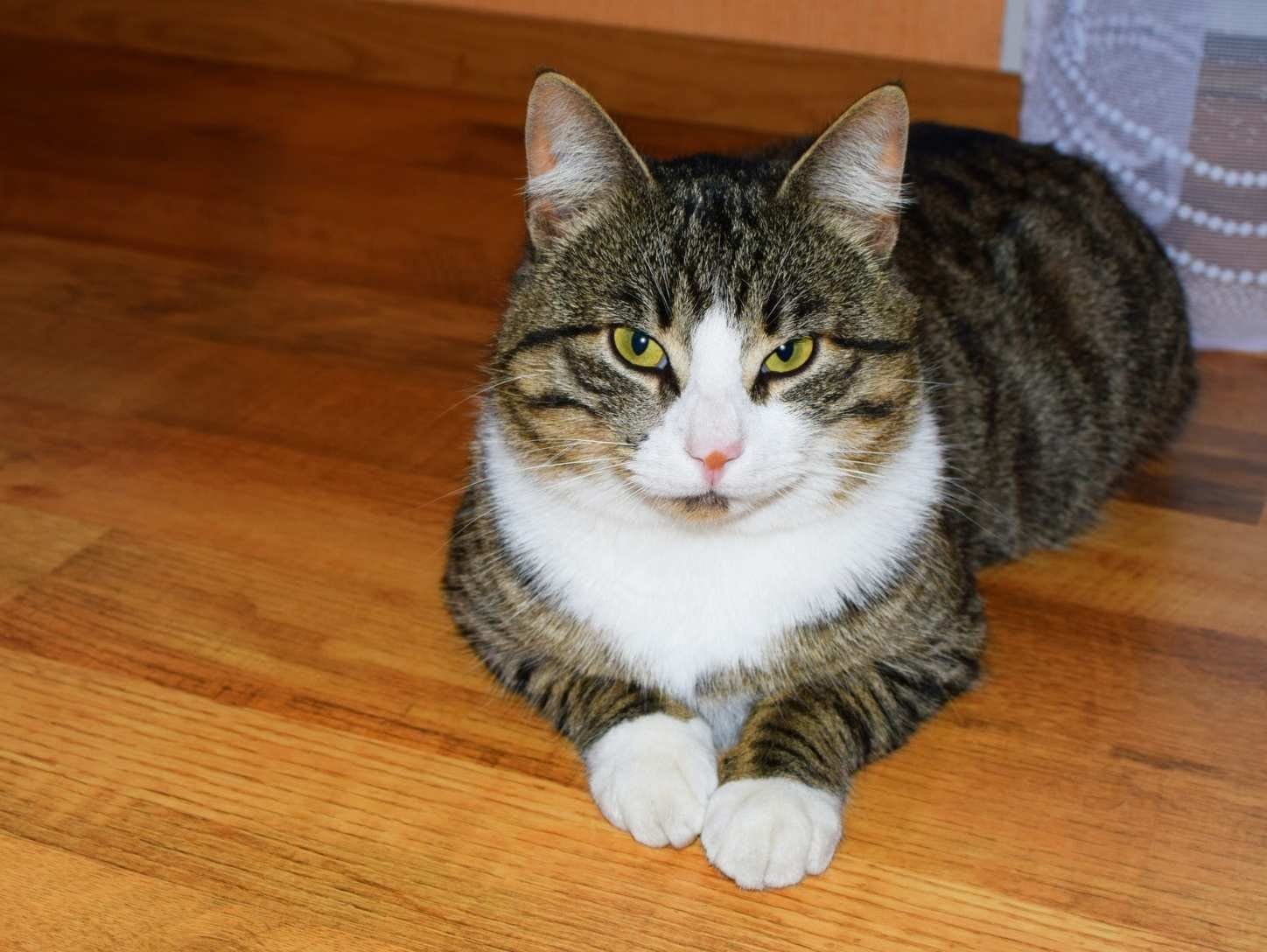 Cat’s Classic “I Don’t Care” Reaction to Being Told Off Has Everyone Laughing||