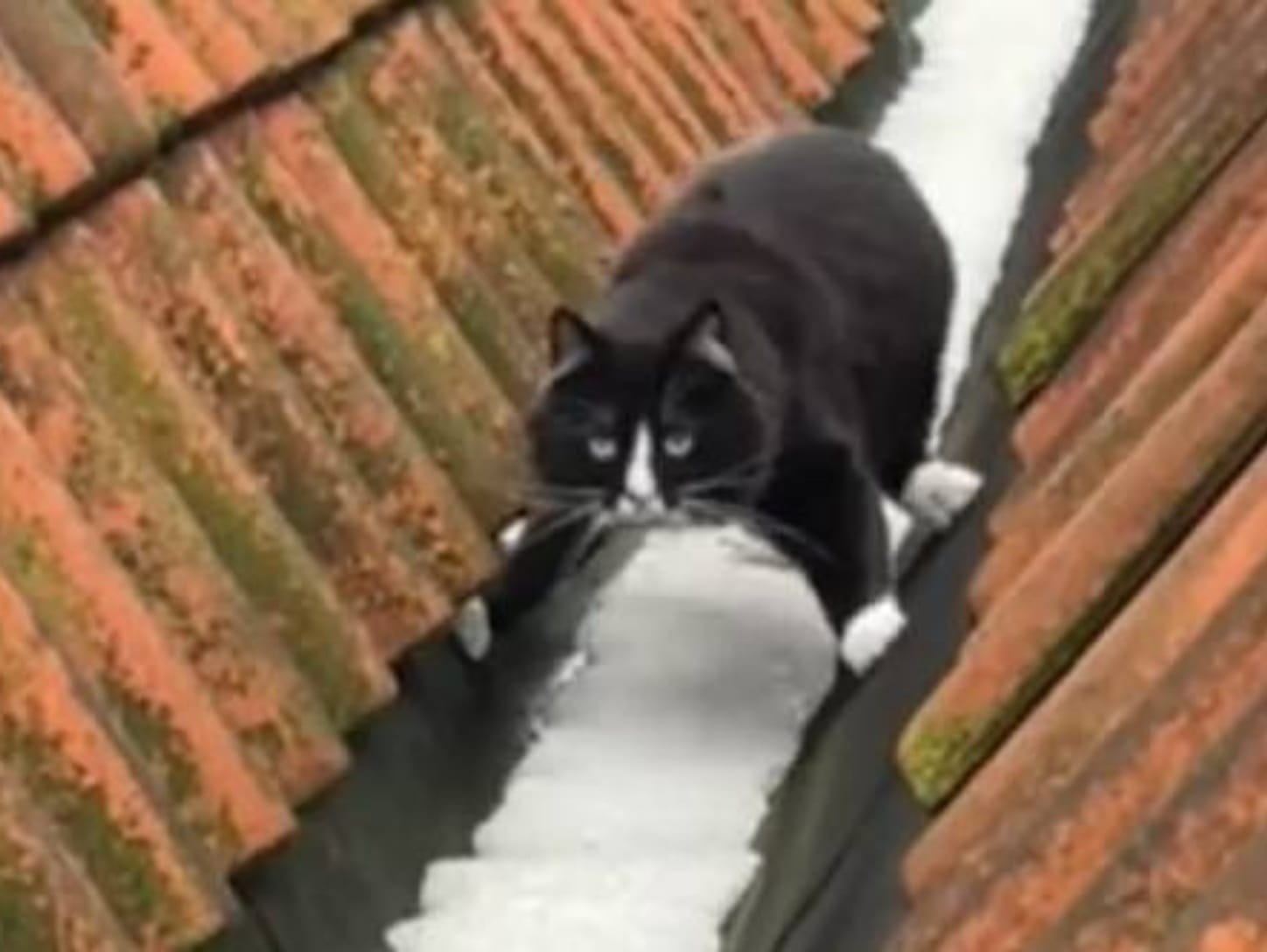 Cat's Clever Trick to Avoid Snow Has Everyone Laughing|