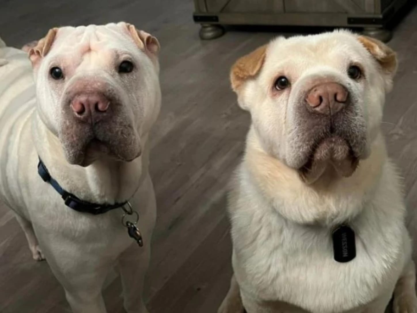 Couple Adopts Rescue Dog, Never Realizing He's Actually Related to Their Other Dog||||||||||Couple Adopts Rescue Dog, Only to Discover He’s Actually Related to Their Other Dog