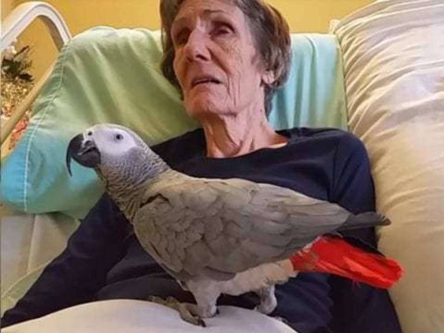 Dying Woman Tells Her Parrot Of 25 Years “I Love You” For Last Time And The Bird’s Reaction Has Everyone In Tears|||