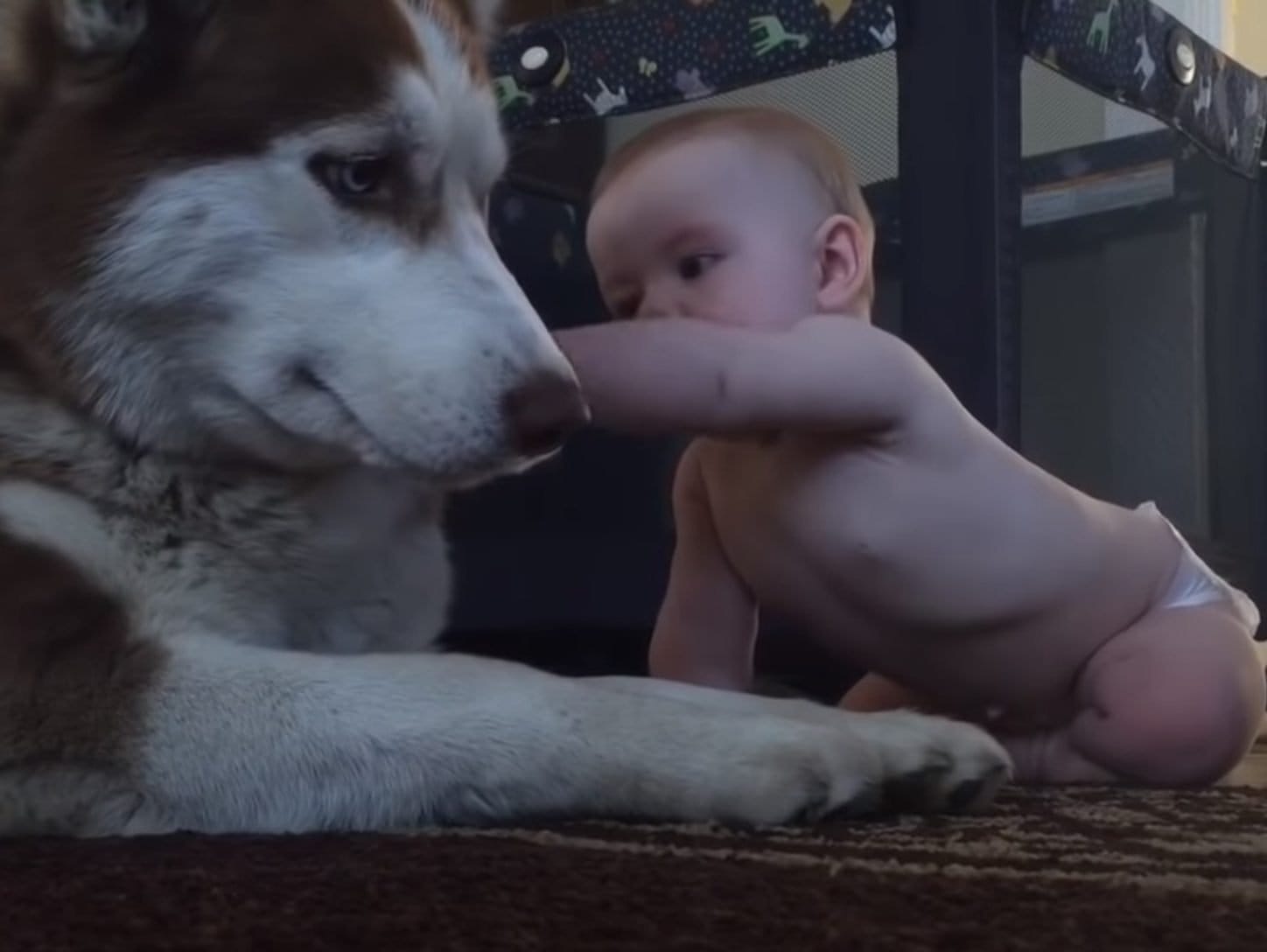 Husky Tries To Act Tough In Front Of The Baby. But When The Baby Does THIS I Lost It!||