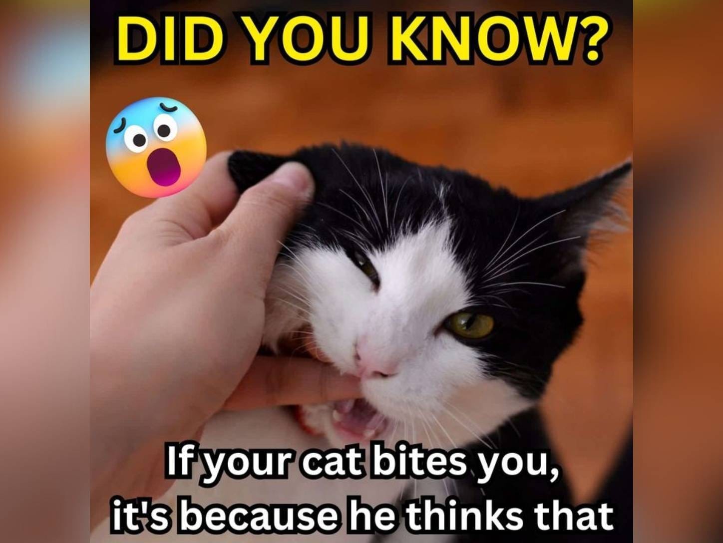 If Your Cat Bites You This Might Be the Real Reason, And It’s Not Anger!||||||