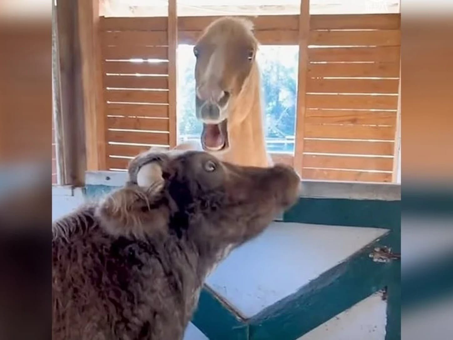 Persistent Cow Can't Stop Kissing Angry Horse. Even When the Horse Bites Back!|||||||||