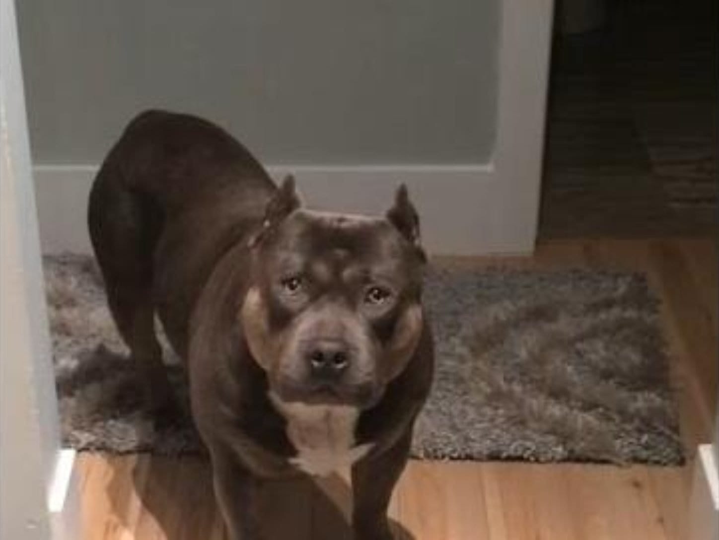 She Asked Her Dog If He Is A Good Boy. When He Replied, I Laughed Out Loud||