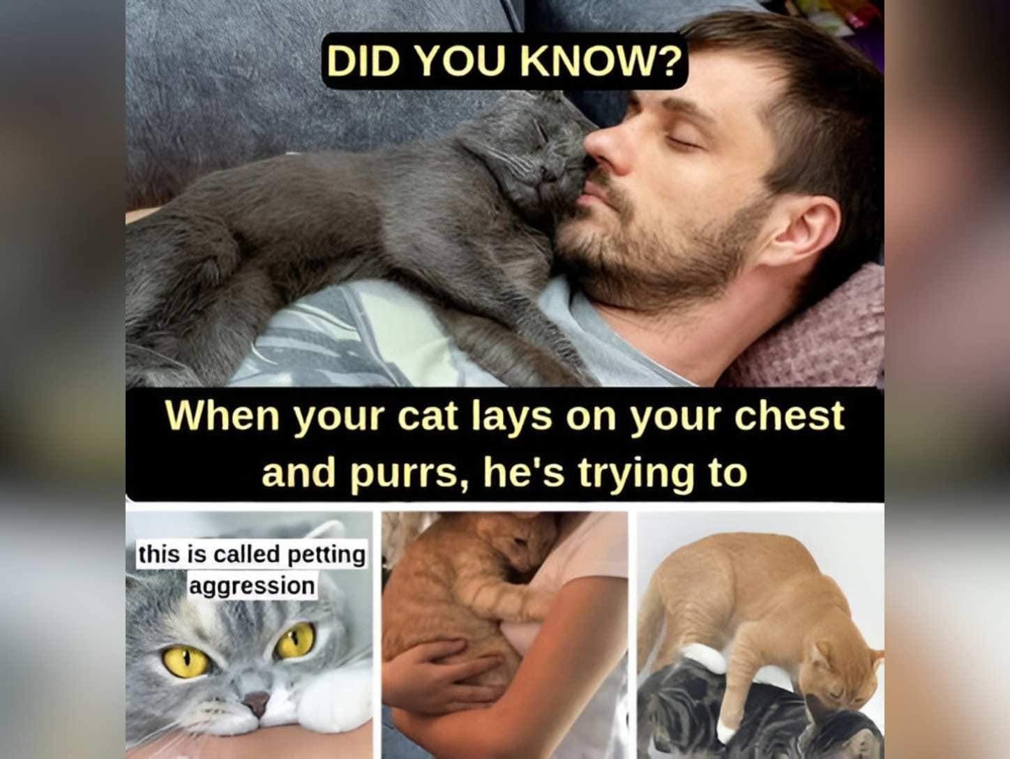 When Your Cat Lays on Your Chest and Purrs, This Is What It’s Really Trying to Tell You||||||