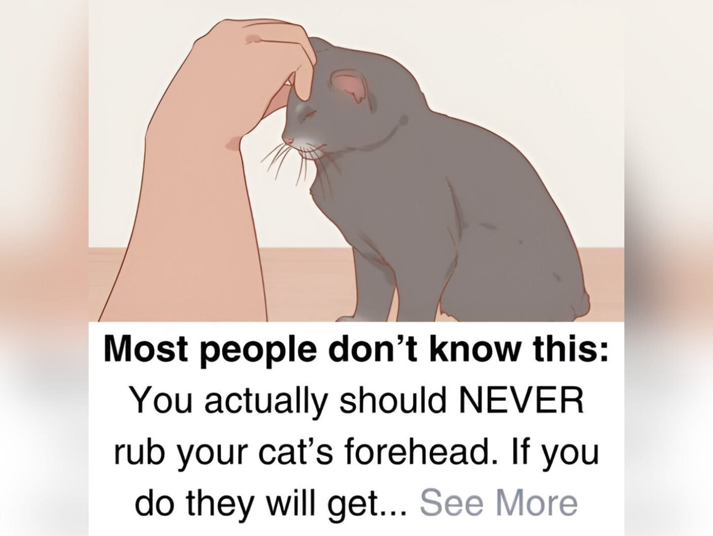 Why Rubbing Your Cats Forehead Might Be a Big Mistake, Most Owners Don't Realize This||||||