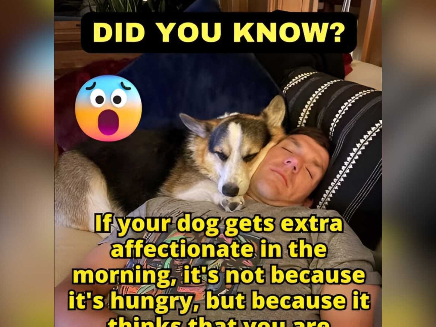 Your Dog’s Morning Cuddles Aren’t About Food — It’s Deeper Than That||||||