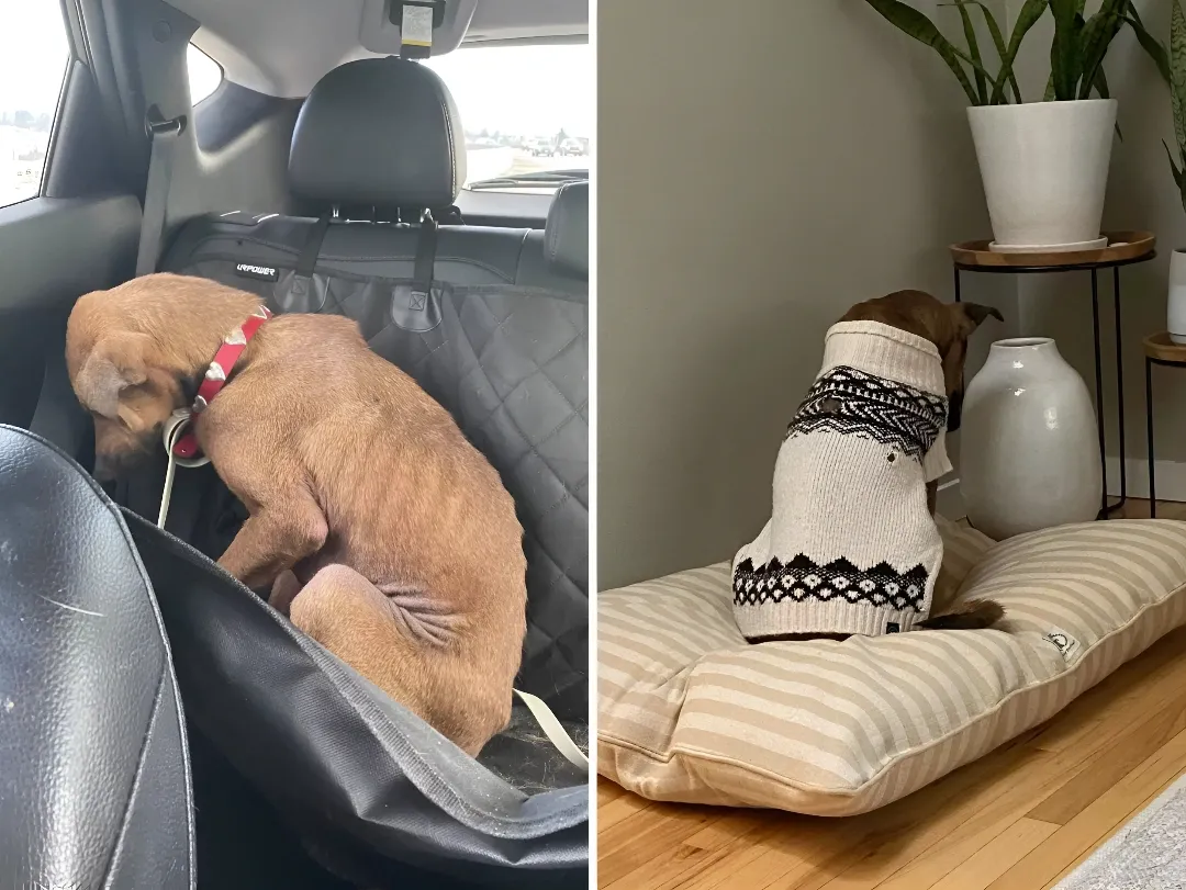 Shelter Dog Who Refused To Look At Anyone Makes The Most Amazing Transformation