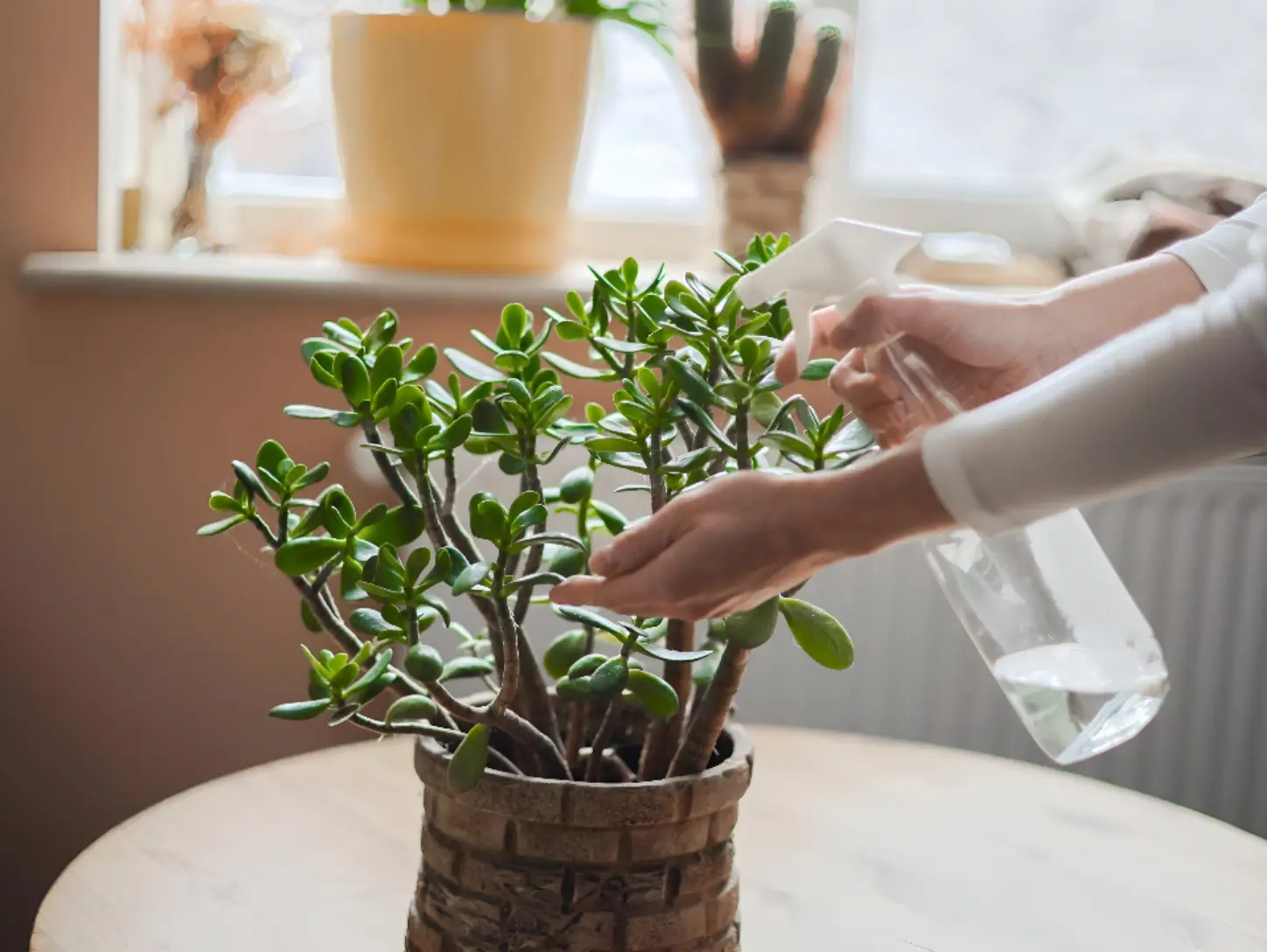 Simple Care Habits That Help Houseplants Grow Faster and Healthier